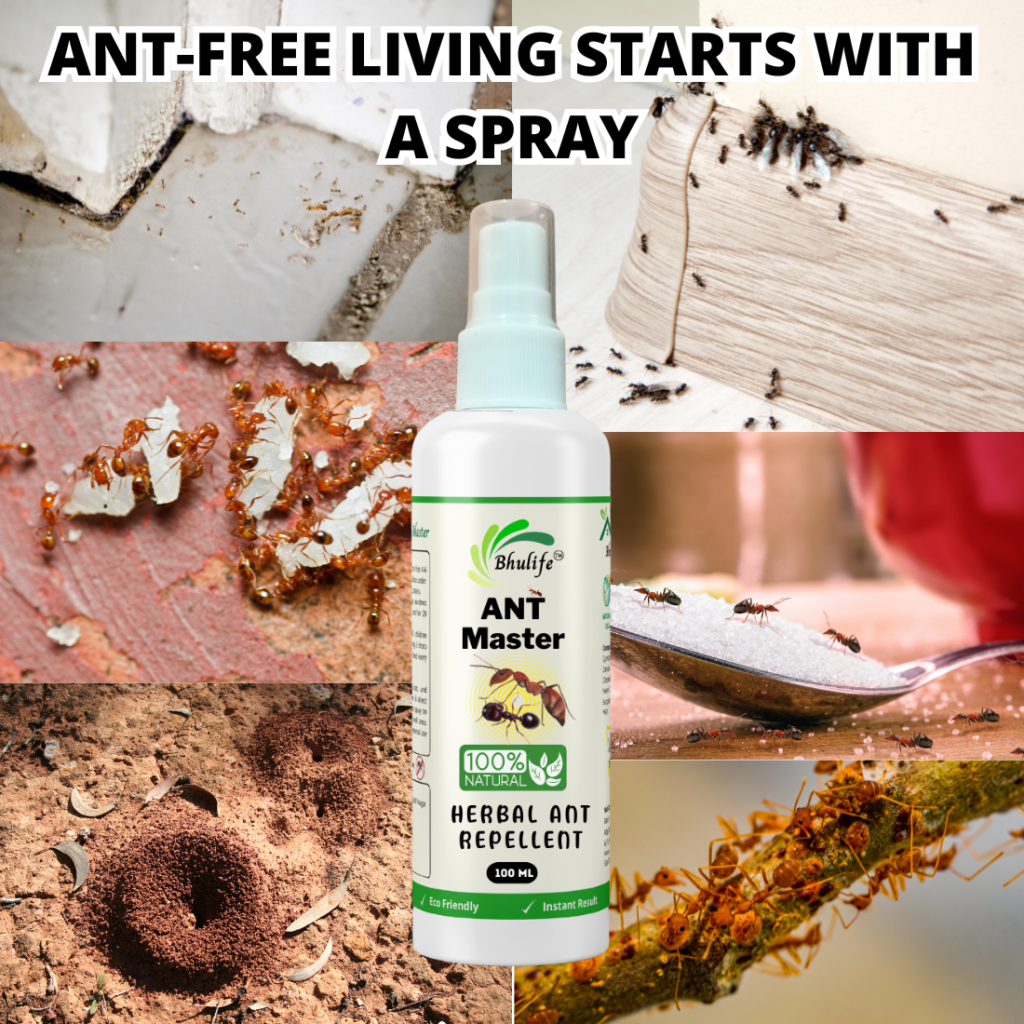 how to get rid of ants in home with ant master spray