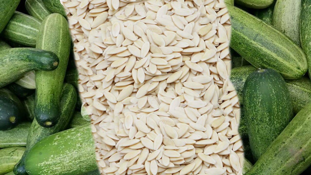 You are currently viewing Know the amazing benefits of Cucumber Seeds