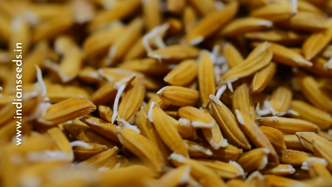 Read more about the article What is Seed Viability Test – Know the quality of your seeds