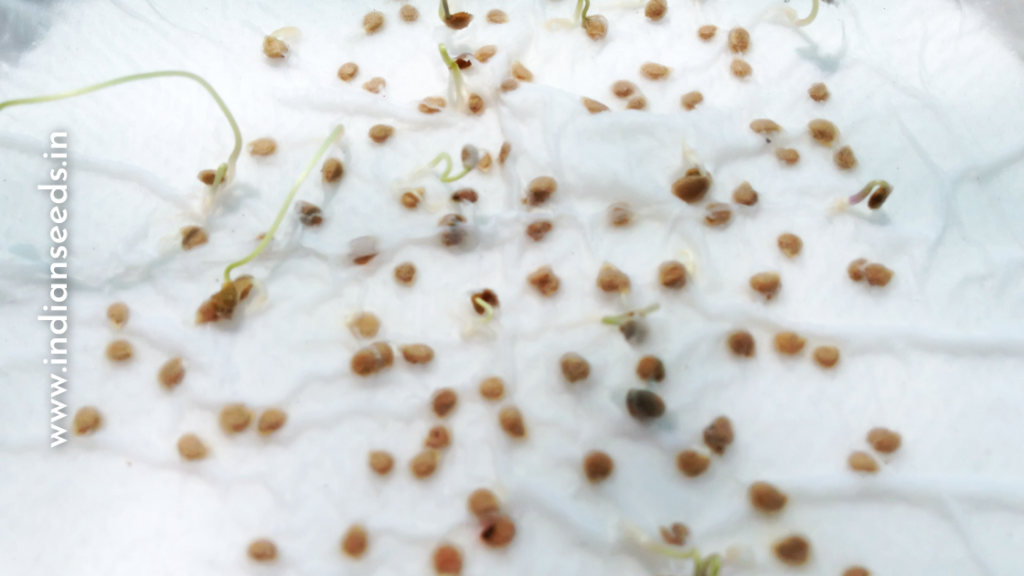 What is Seed Viability Test – Know the quality of your seeds Seed Germination test Indian Seeds