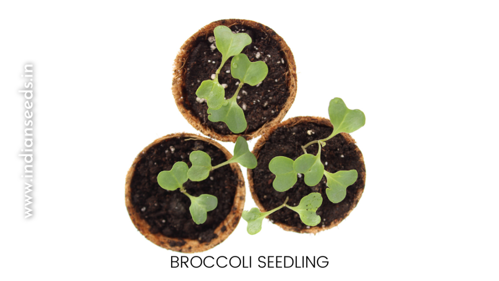 Growing Broccoli Seeds - Broccoli Sapling and Transplantation Gardening