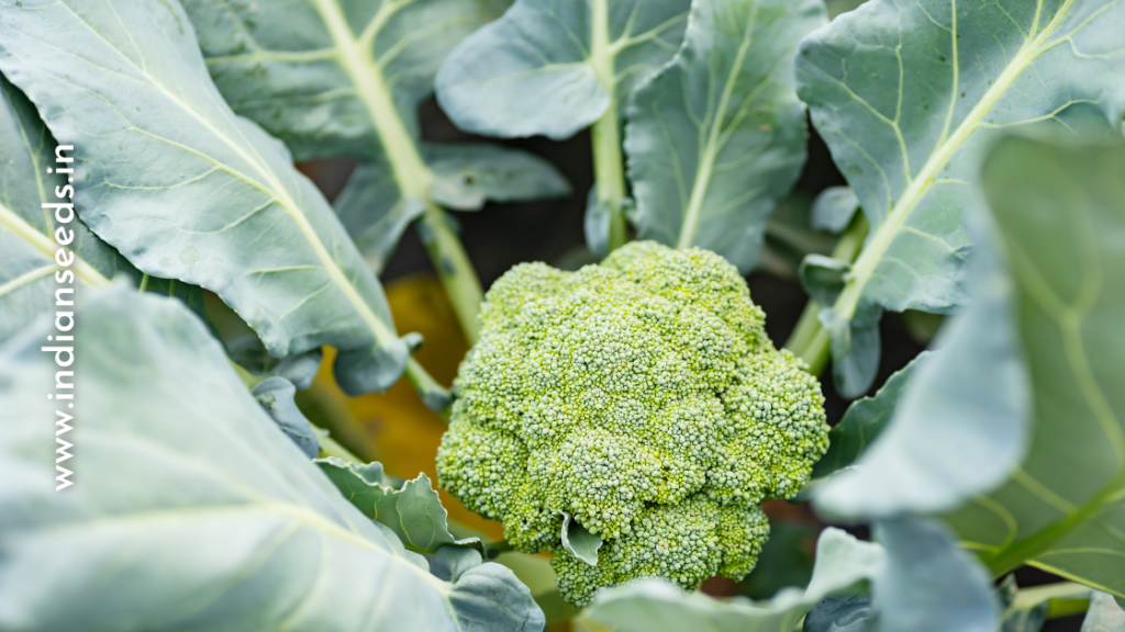 Growing Broccoli Seeds - Broccoli Vegetable Gardening