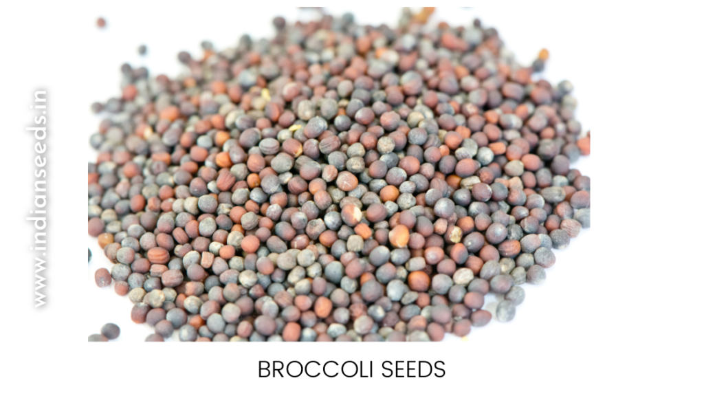 Growing Broccoli Seeds - Broccoli seeds size and looks