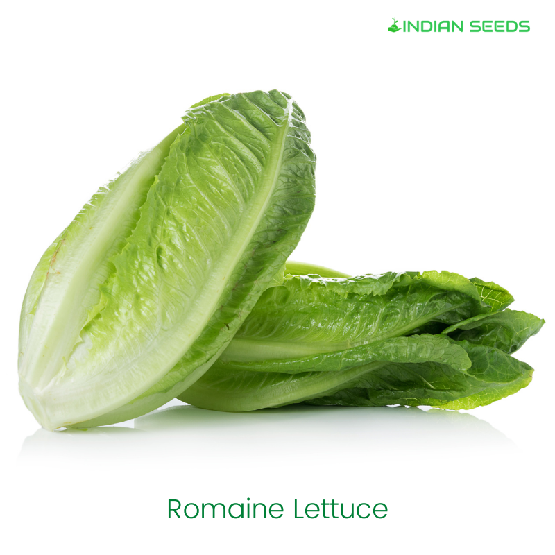 Romaine-Lettuce-indian-seeds