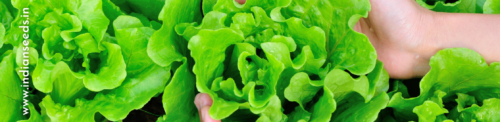 What is Lettuce? Types of Lettuce & Gardening Tips