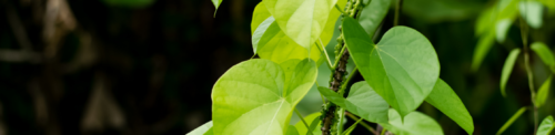What is Tinospora Cordifolia? What are its benefits?