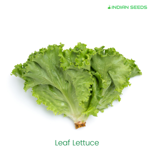 What is Lettuce? Types of Lettuce & Gardening Tips Indian Seeds