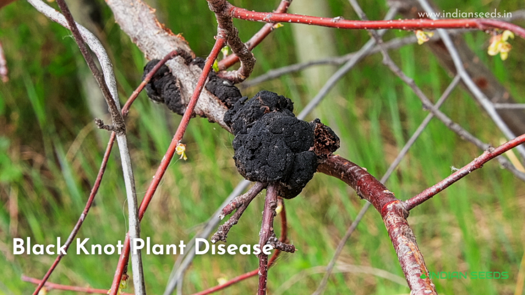 black-knot-plant-diseases-and-control