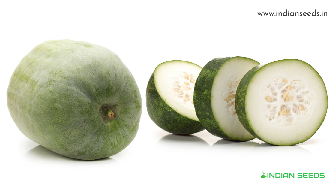 You are currently viewing What Is Ash Gourd? Complete guide to Ash Gourd benefits