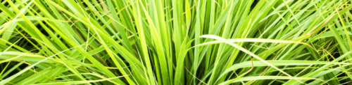 Guide for Growing Lemon Grass from Seeds