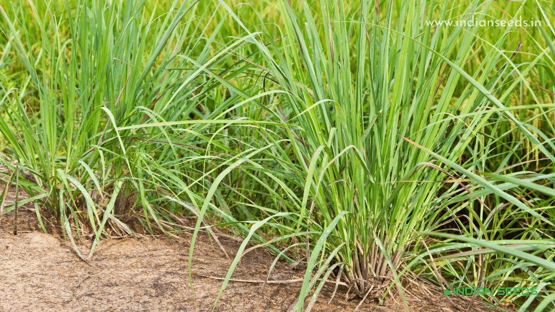 Guide for Growing Lemon Grass from Seeds Indian Seeds