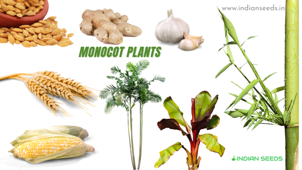 10-examples-of-monocot-plants-monocot-plants-examples-monocot-examples-monocot-seed-example