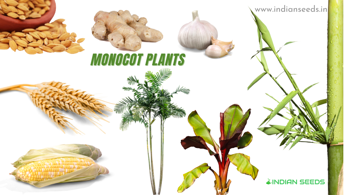 Difference Between Monocot Seed And Dicot Seed - Indian Seeds