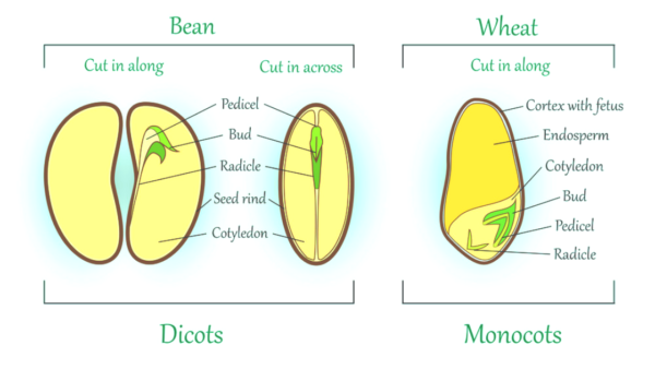 Difference between Monocot Seed and Dicot Seed - Indian Seeds