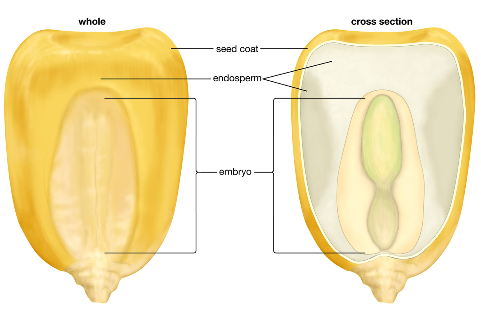 Difference between Monocot Seed and Dicot Seed