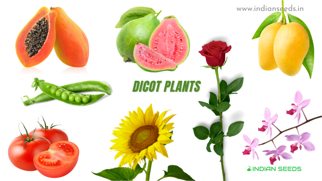Difference between Monocot Seed and Dicot Seed Indian Seeds