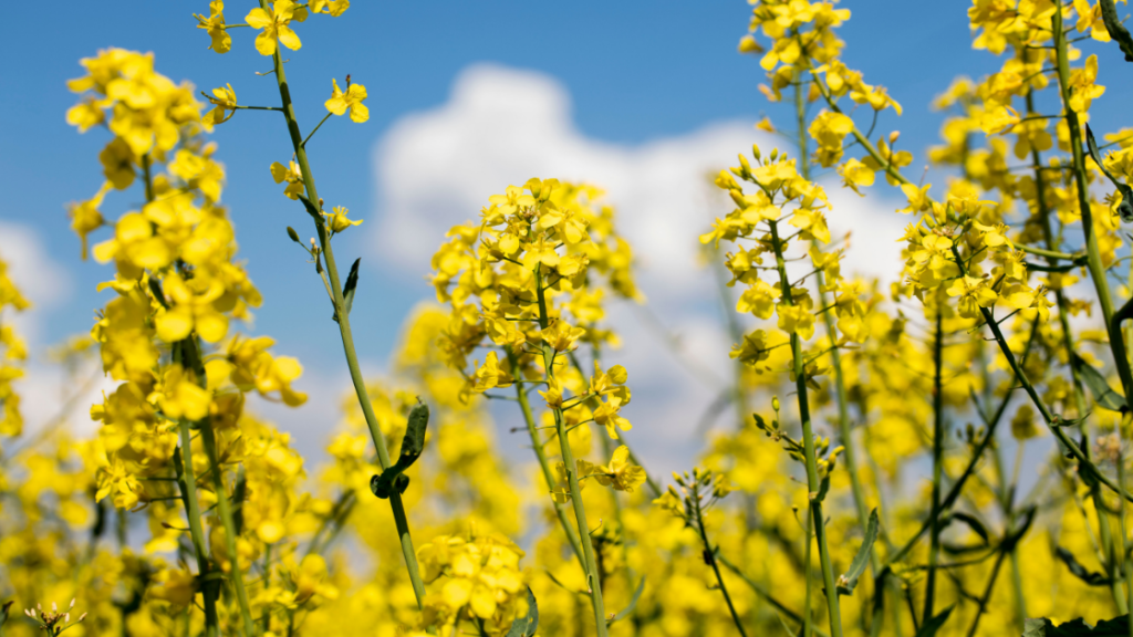 What is Rape Seed? Uses, Benefits and Cultivation - Indian Seeds