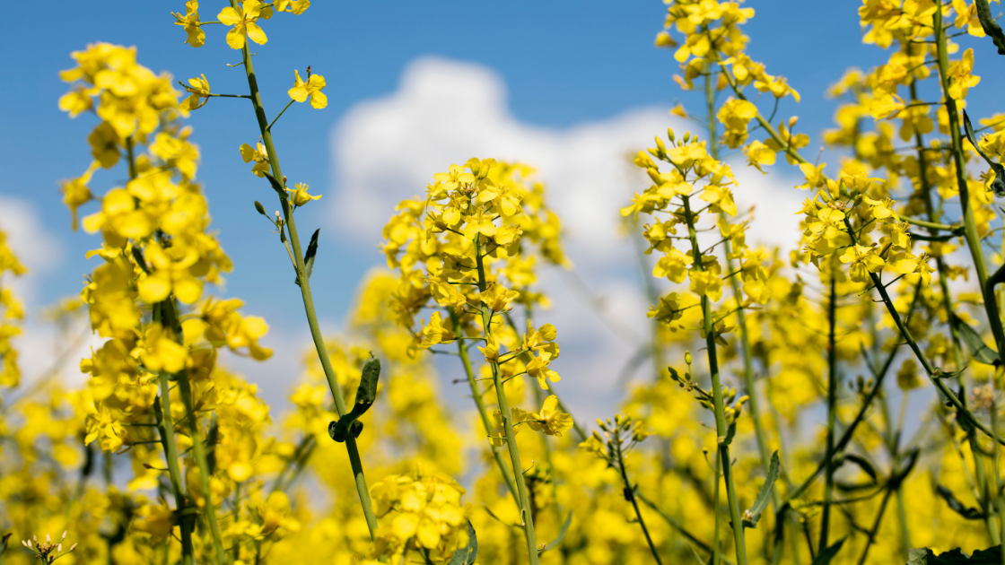 You are currently viewing What is Rape Seed? Uses, Benefits and Cultivation