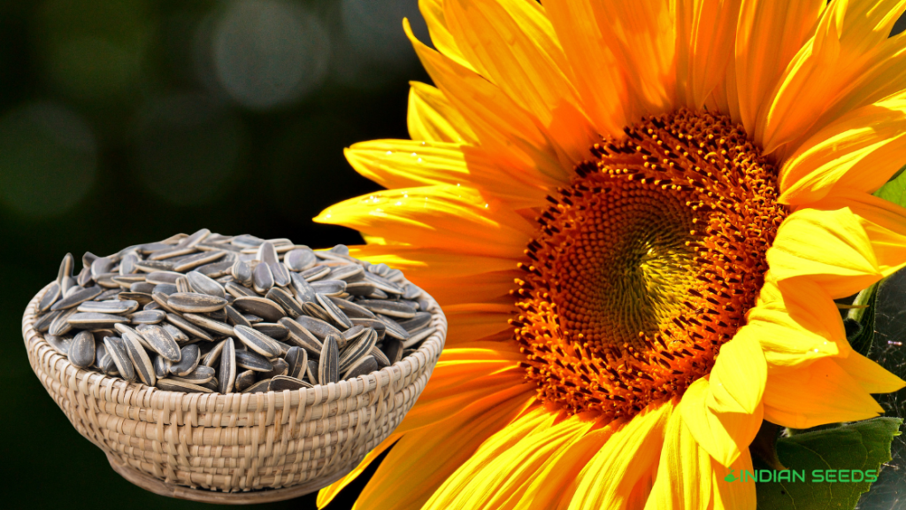 Are Sunflower Seeds Good for You? Must Read Indian Seeds
