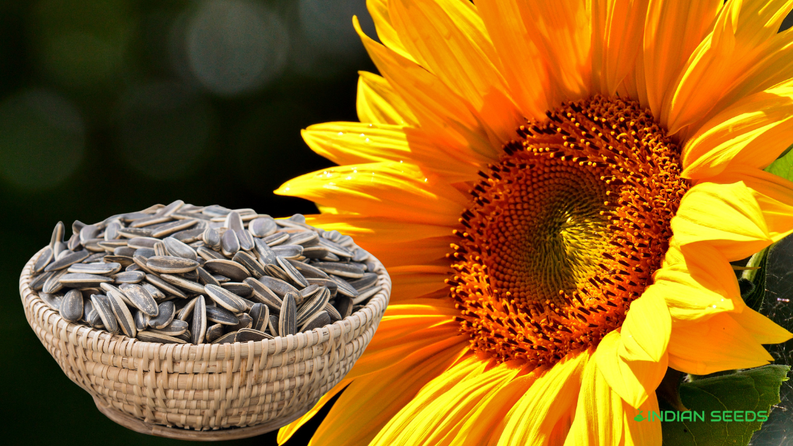 You are currently viewing Are Sunflower Seeds Good for You? Must Read