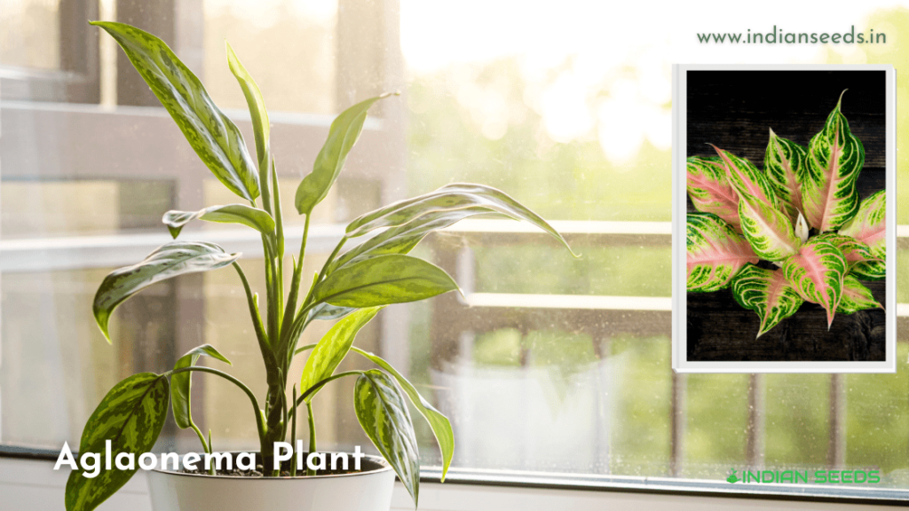 Aglaonema Plant 7 Best Low Light Plants for Indoor Gardening (1)
