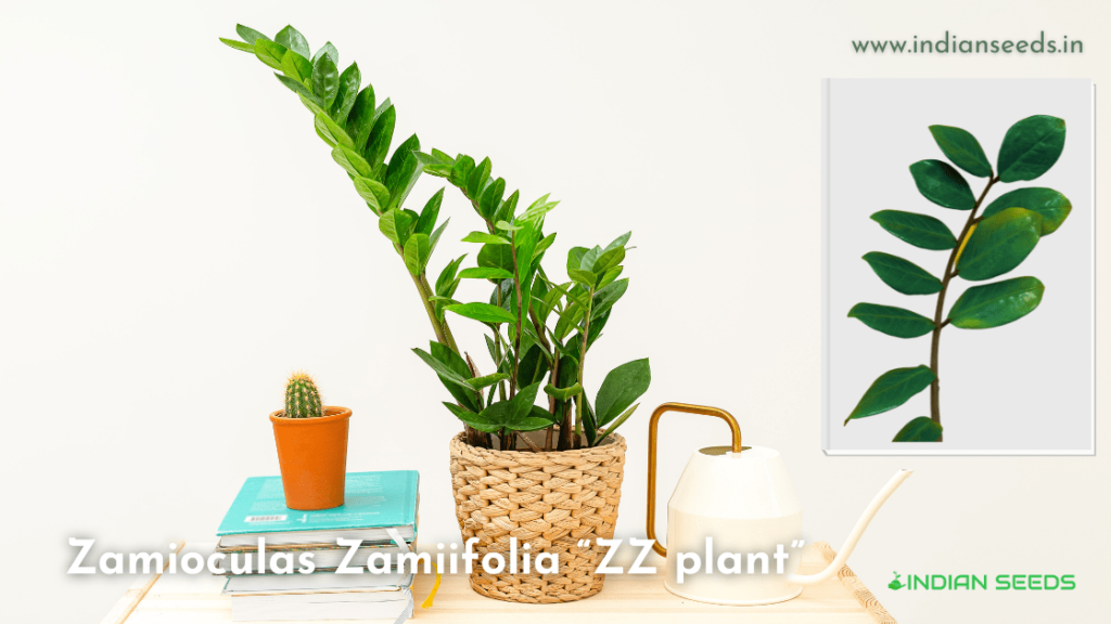 zz-plants-indoor-dardening-plants-Zamioculas Zamiifolia “ZZ plant”
