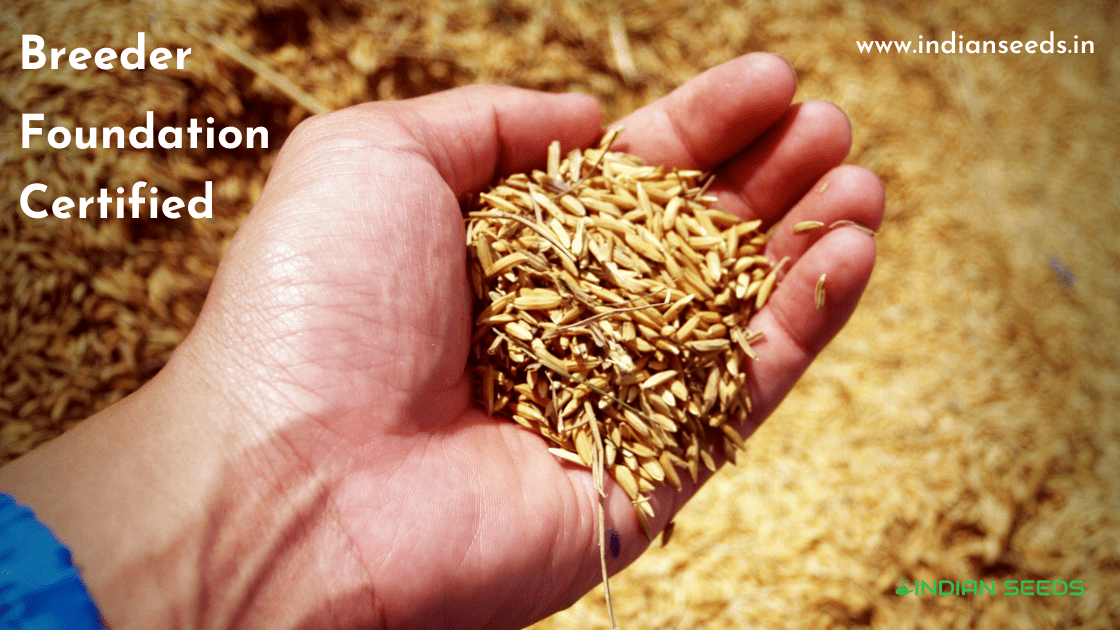 Read more about the article Seed Production System In India | Breeder vs Foundation vs Certified Seeds