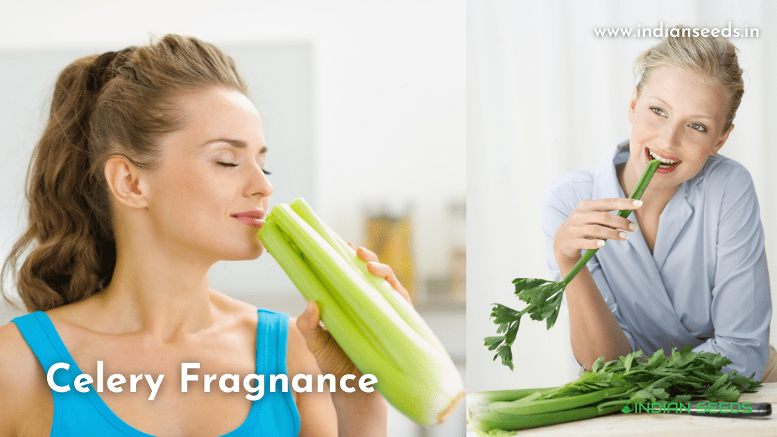 What is Celery? Celery Vegetable Benefits Indian Seeds