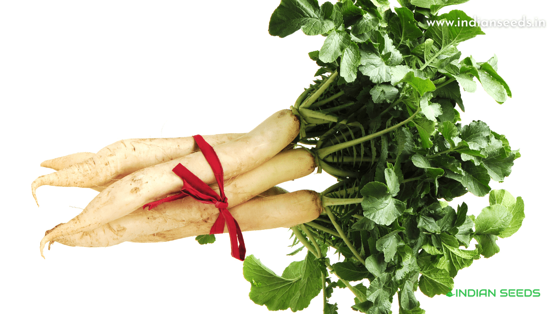 Read more about the article RADISH Vegetable – Complete Info on Radish