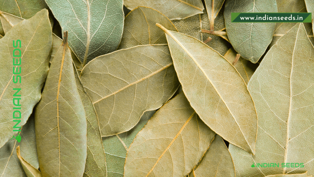 What is Bay Leaf? Bay Leaf Benefits Indian Seeds