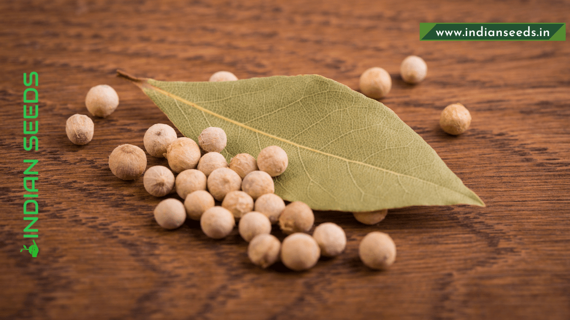 What is Bay Leaf? Bay Leaf Benefits Indian Seeds