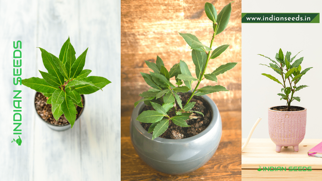What is Bay Leaf? Bay Leaf Benefits Indian Seeds