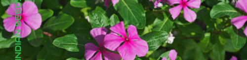 The Easiest Way To Grow A Periwinkle Flower Plant