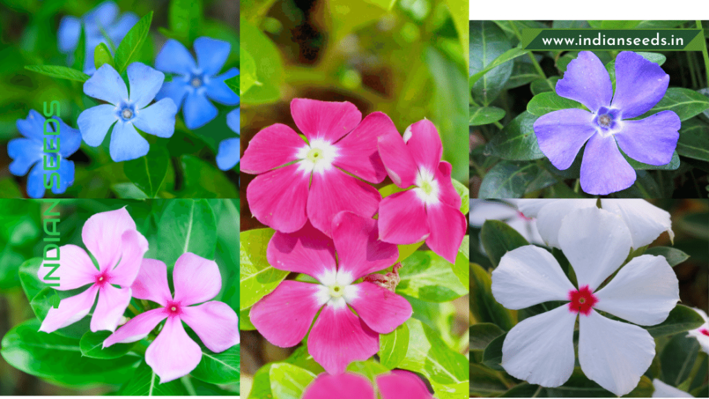 The Easiest Way To Grow A Periwinkle Flower Plant Indian Seeds (3)