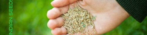 Tips for Planting Grass Seed in Fall