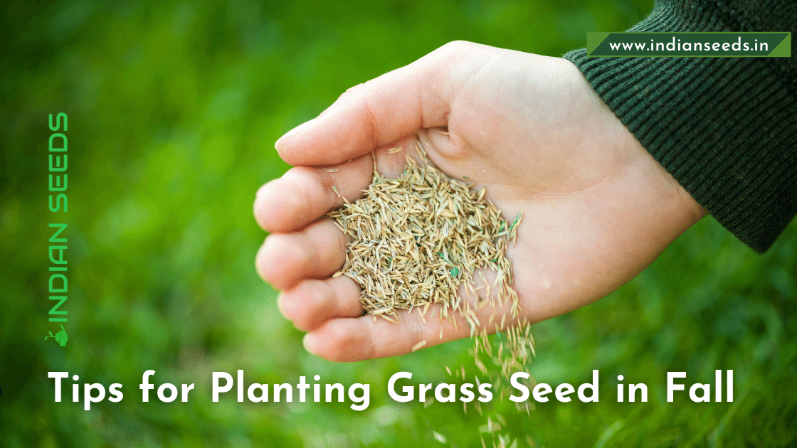 Read more about the article Tips for Planting Grass Seed in Fall