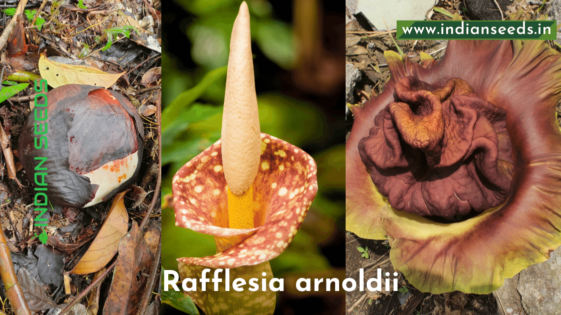 Largest Flower in the world-Rafflesia arnoldii - Indian Seeds