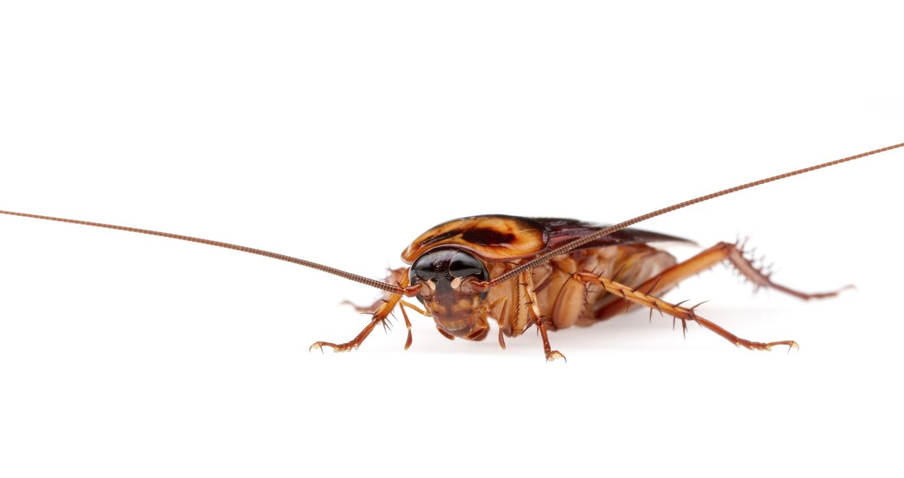American cockroach - Periplaneta americanaAmerican