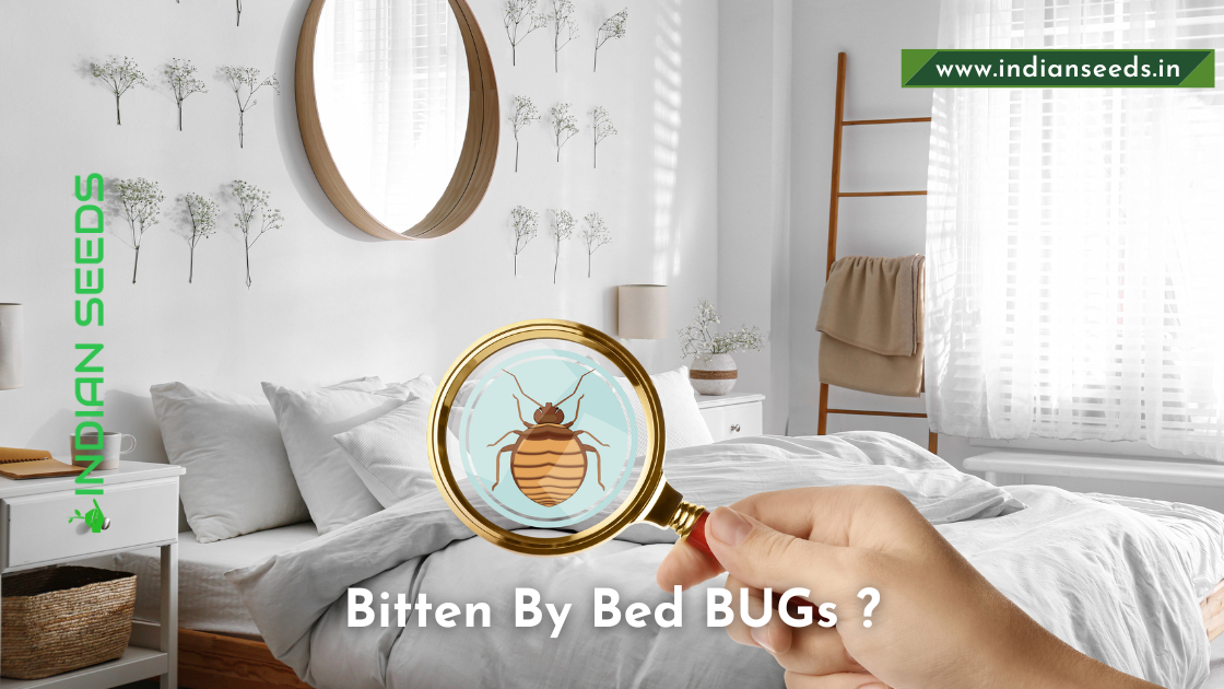 Read more about the article Bitten by Bed Bugs? Know What to Do