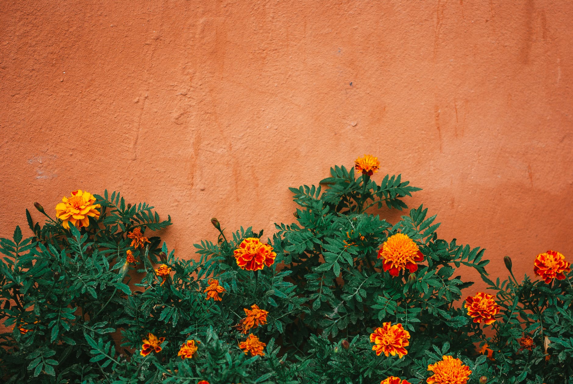 orange and yellow flowers beside concrete wall