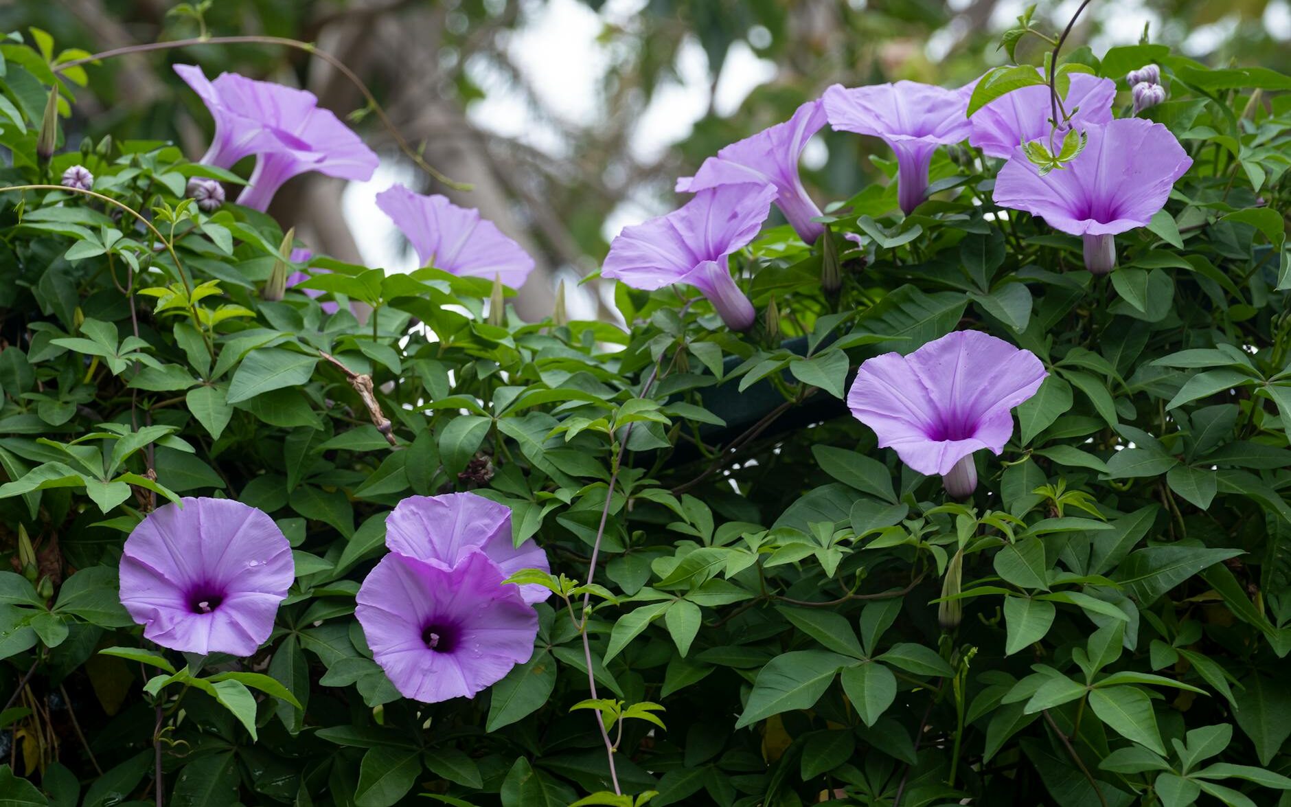 morning glory flowers in foliage in garden