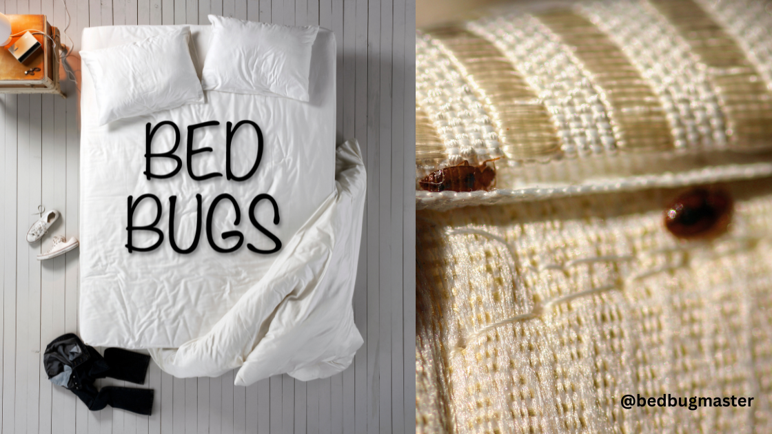 You are currently viewing Battling Bed Bugs: Finding Household Solutions