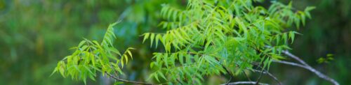 How to use Neem oil for Plants