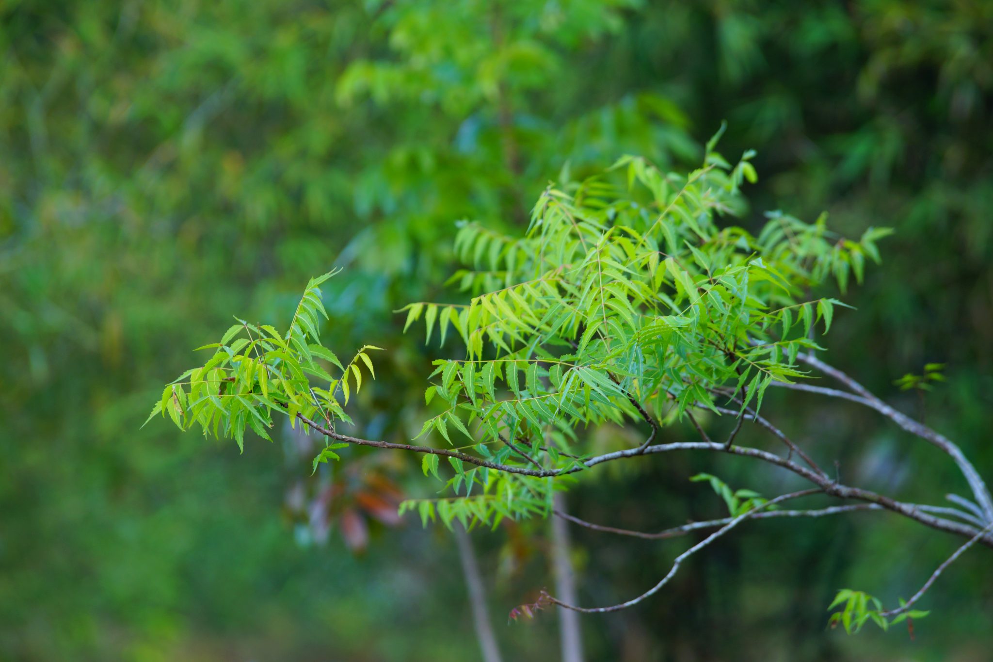 Read more about the article How to use Neem oil for Plants