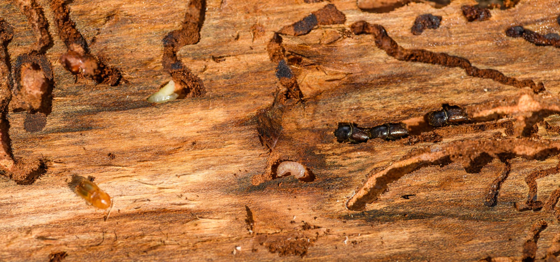 Read more about the article How To Kill Termites And Get Rid Of Them Forever