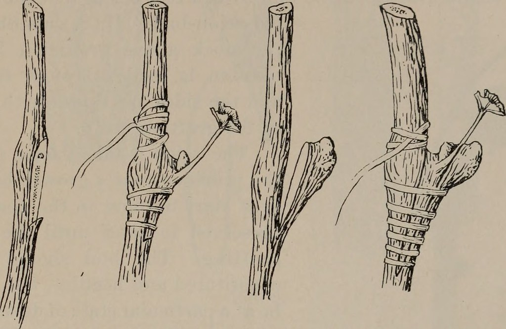 Read more about the article Grafting: A Fascinating Technique for Plant Propagation