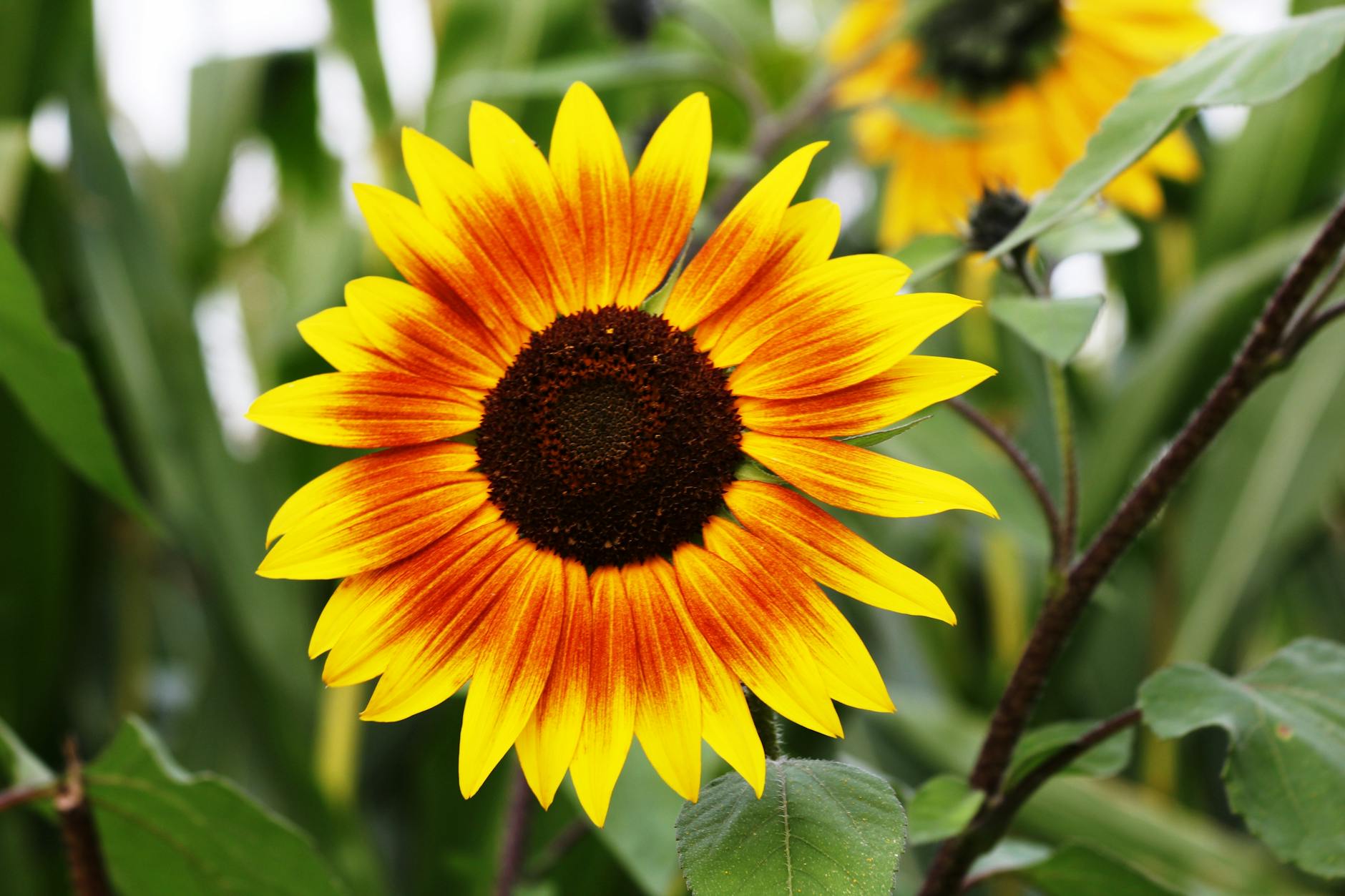 You are currently viewing The Benefits of Sunflower Seeds: A Nutritional Powerhouse