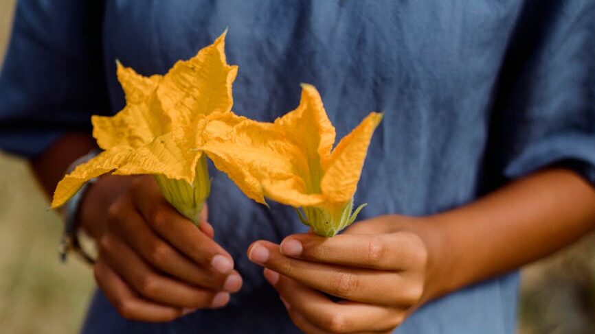 Read more about the article Pumpkin Flower: Nature’s Edible Delight and Its Benefits