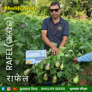 Bhulife Hybrid Brinjal Seeds Rafel (10g)