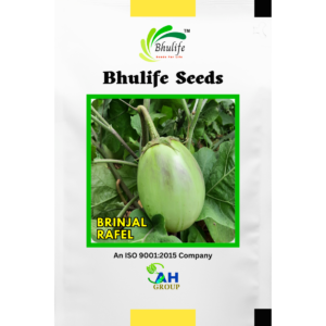 Bhulife Hybrid Brinjal Seeds Rafel (10g)